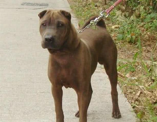 丰山犬和中华田园犬 丰山犬和中华田园犬