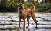 马里努阿犬有几种颜色图片