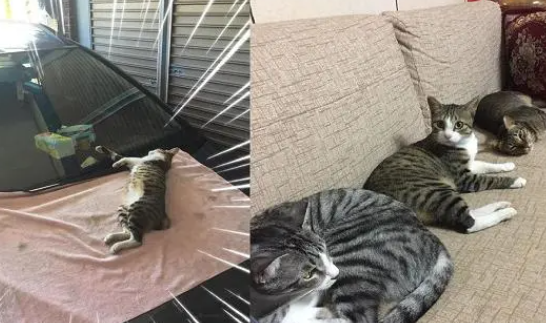 进屋蹭饭和家猫混超熟,饲主进客厅笑翻:我只养2只猫啊 进屋蹭饭和家猫混超熟,饲主进客厅笑翻:我只养2只猫啊