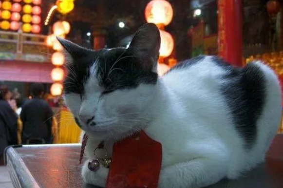 猫在佛家有什么说法