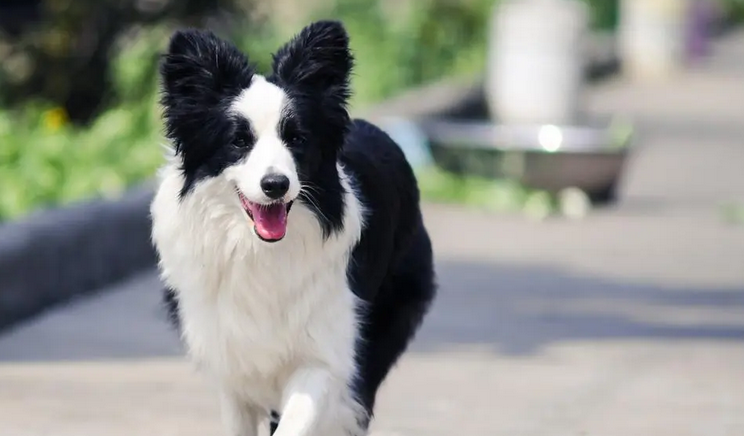 犬智商排名第一的是什么犬 犬智商排名第一的是什么犬