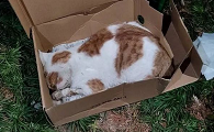什么东西能毒死猫