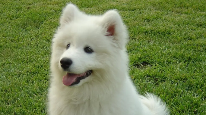 最适合家养的大型犬,更显霸气不矫情 最适合家养的大型犬,更显霸气不矫情