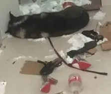 花800元买哈士奇送父母,结果第二天就打来电话:这狗要上房揭瓦 花800元买哈士奇送父母,结果第二天就打来电话:这狗要上房揭瓦
