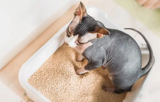 好命天生猫砂是国产的吗