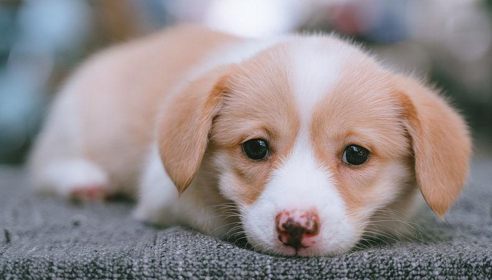 星期犬什么意思