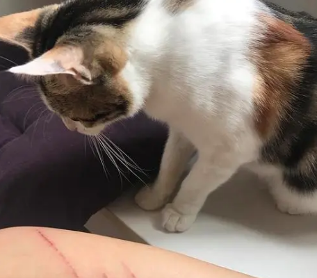猫抓出血狂犬病几乎为0