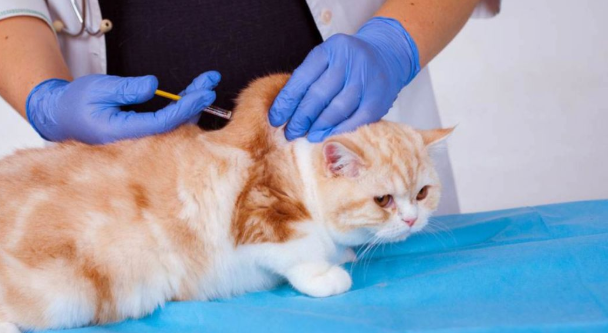 猫疫苗每年都要打吗