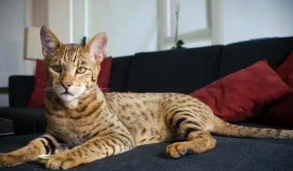 埃及短毛猫，应该如何喂养