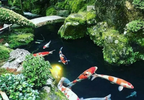 为什么日本锦鲤那么受欢迎？