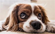 猫一直吐黄水不吃东西怎么办