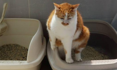 如何帮小猫排便 如何帮小猫排便