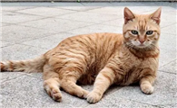 拼多多200左右的猫靠谱吗