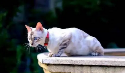 为什么信佛的人不养猫