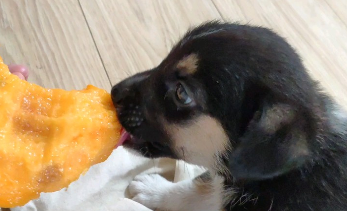 狗子可以吃黄桃吗