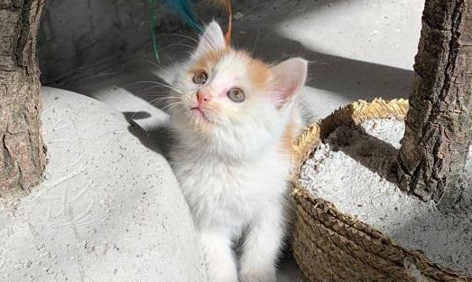 30块买的小猫咪,这颜值,不比宠物猫差! 30块买的小猫咪,这颜值,不比宠物猫差!