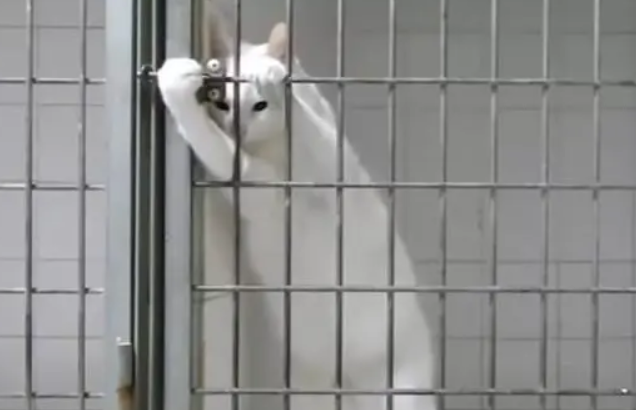 猫咪被主人罚禁闭,大胆“越狱”,翅膀长硬了 猫咪被主人罚禁闭,大胆“越狱”,翅膀长硬了