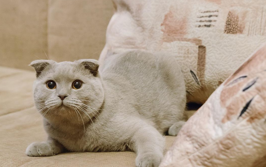 英国折耳猫寿命有多长