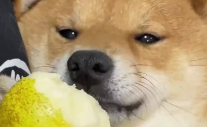 狗能吃梨吗 狗能吃梨吗