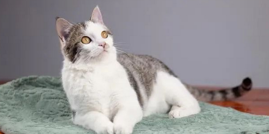 猫咪的心事:讨厌你的十大表现! 猫咪的心事:讨厌你的十大表现!