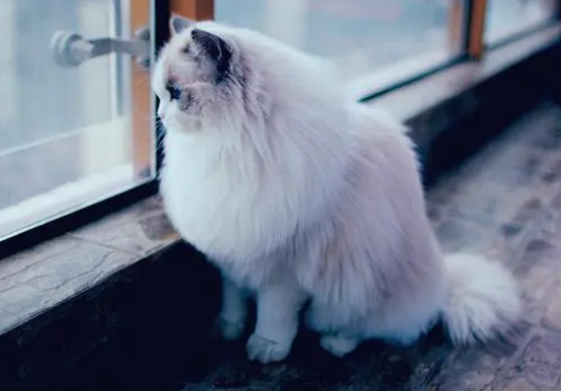 猫在窗子跟前叫预示着什么