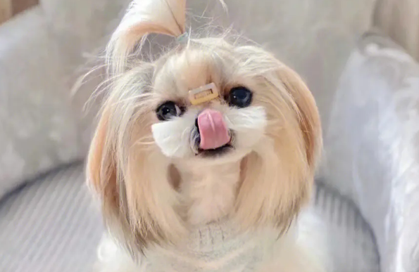 怎么辨别是不是西施犬