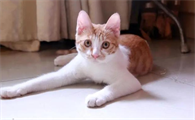 母猫吃什么药可以绝育