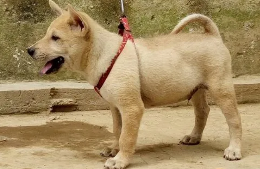 土猎犬咬人吗 土猎犬咬人吗
