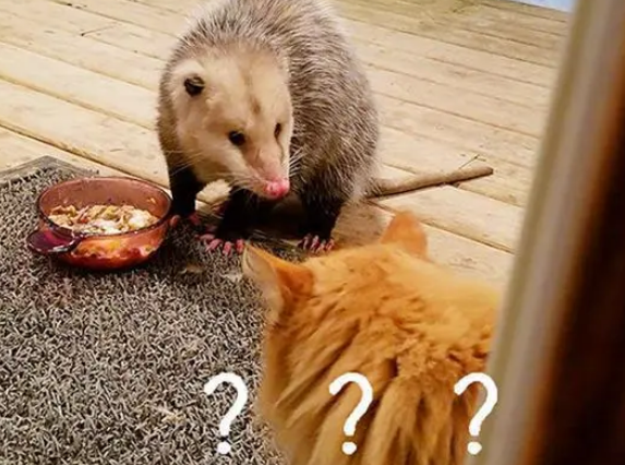 食物被“负鼠”抢,猫咪一脸哀求的看着铲屎官:人家饿,快帮帮我 食物被“负鼠”抢,猫咪一脸哀求的看着铲屎官:人家饿,快帮帮我