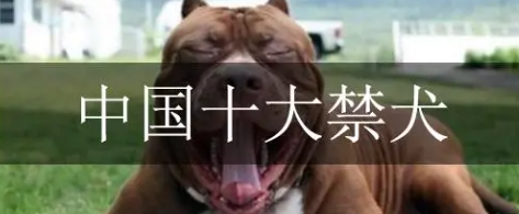中国十大禁止养的狗 中国十大禁止养的狗