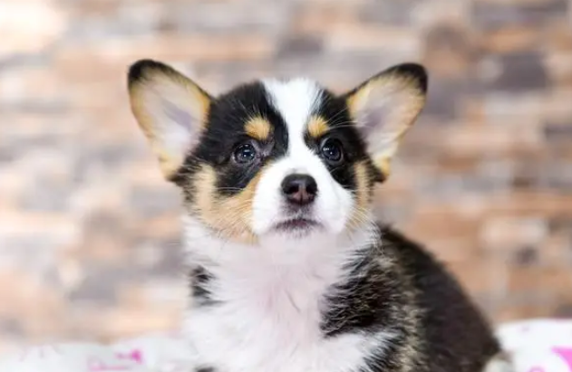 武汉宠物犬蹿上轻轨逼停列车 网友质疑管理不严 武汉宠物犬蹿上轻轨逼停列车 网友质疑管理不严