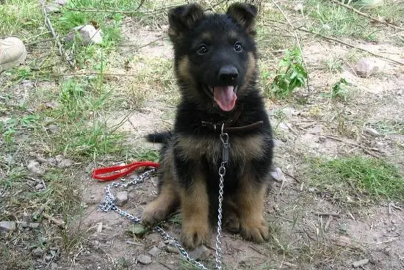 中国长毛狼犬是本土犬吗
