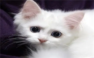 晚上听到猫叫化解