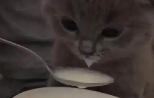 小奶猫,喝奶奶,吧嗒吧嗒的 网友:好可爱啊 小奶猫,喝奶奶,吧嗒吧嗒的 网友:好可爱啊