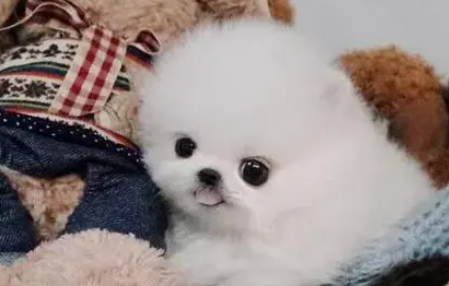珍珠犬是什么品种 珍珠犬是什么品种