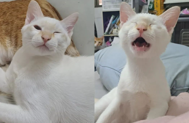 一直想养白猫,终于领养到心仪白色奶猫,一手奶大后竟变黄... 一直想养白猫,终于领养到心仪白色奶猫,一手奶大后竟变黄...