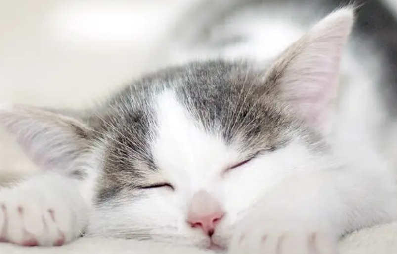 小猫怎么分公母