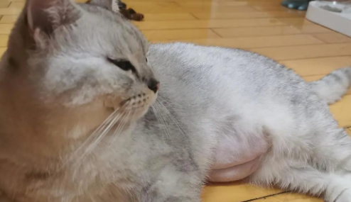 母猫知道自己怀孕了吗 母猫知道自己怀孕了吗