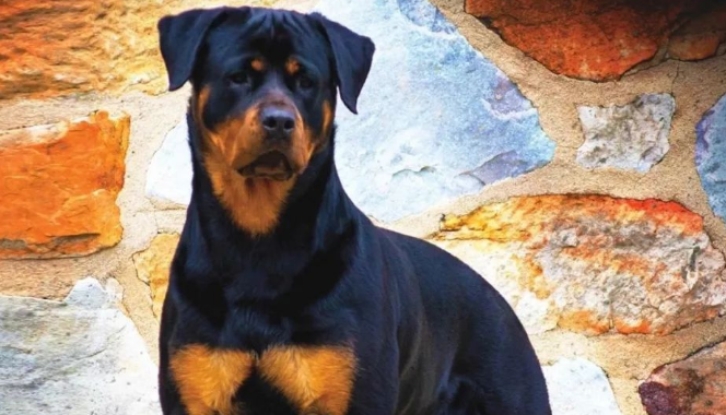 洛特威勒犬幼犬凶吗