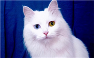 吸引猫的猫叫声音