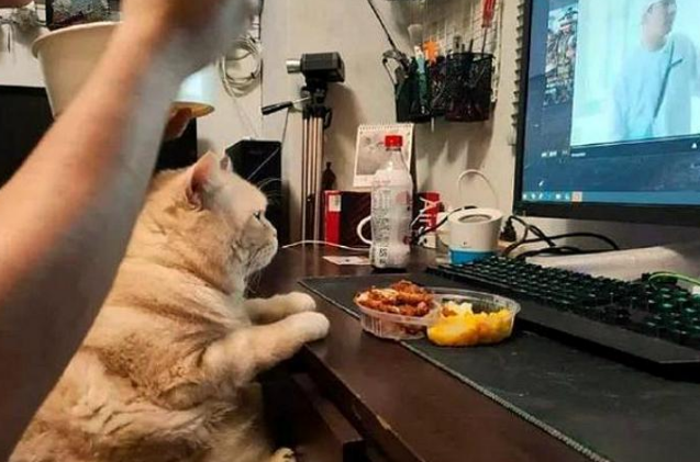 网友边看剧边吃大餐,橘猫为了减肥忍住不吃 网友边看剧边吃大餐,橘猫为了减肥忍住不吃