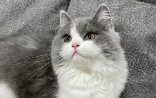 长毛英短猫是什么品种 长毛英短猫是什么品种