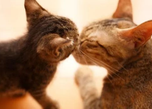 洗香香后，猫咪为何黏人？揭秘猫咪的神秘行为