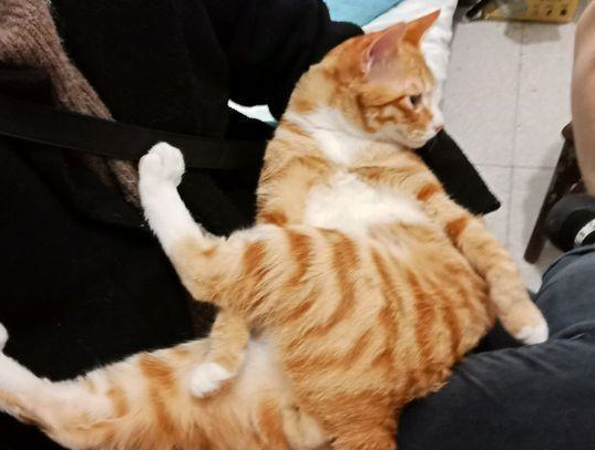 橘猫怀孕生了4只小奶猫,一脸的骄傲,主人一看崩溃了:养不起! 橘猫怀孕生了4只小奶猫,一脸的骄傲,主人一看崩溃了:养不起!