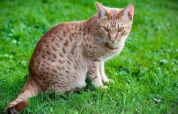 奥西猫是守护神吗 奥西猫是守护神吗