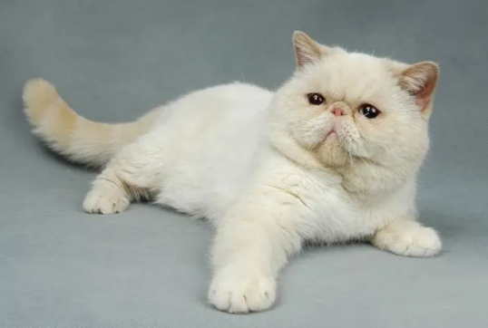 异国长毛猫和异国短毛猫的区别