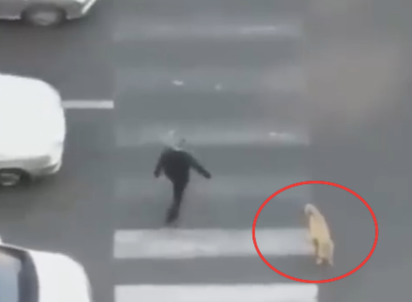 狗狗想过马路犹豫不决,路人看到后主动帮忙拦停车让它走,暖心 狗狗想过马路犹豫不决,路人看到后主动帮忙拦停车让它走,暖心