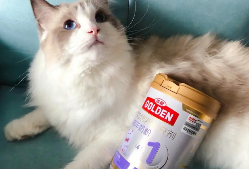 生完猫吃什么奶粉比较好