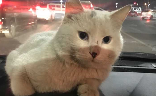 “铲屎官”可以带猫猫乘车了!广东省站宠物猫乘车服务专线正式开通 “铲屎官”可以带猫猫乘车了!广东省站宠物猫乘车服务专线正式开通