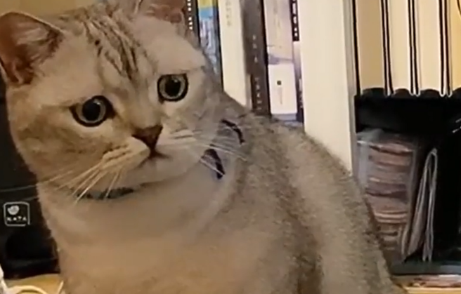 猫咪失宠后,皱紧眉头露出一副委屈样,透过屏幕都能闻到“醋”味 猫咪失宠后,皱紧眉头露出一副委屈样,透过屏幕都能闻到“醋”味